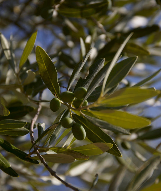 Technologies of Extra Virgin Olive Oil production